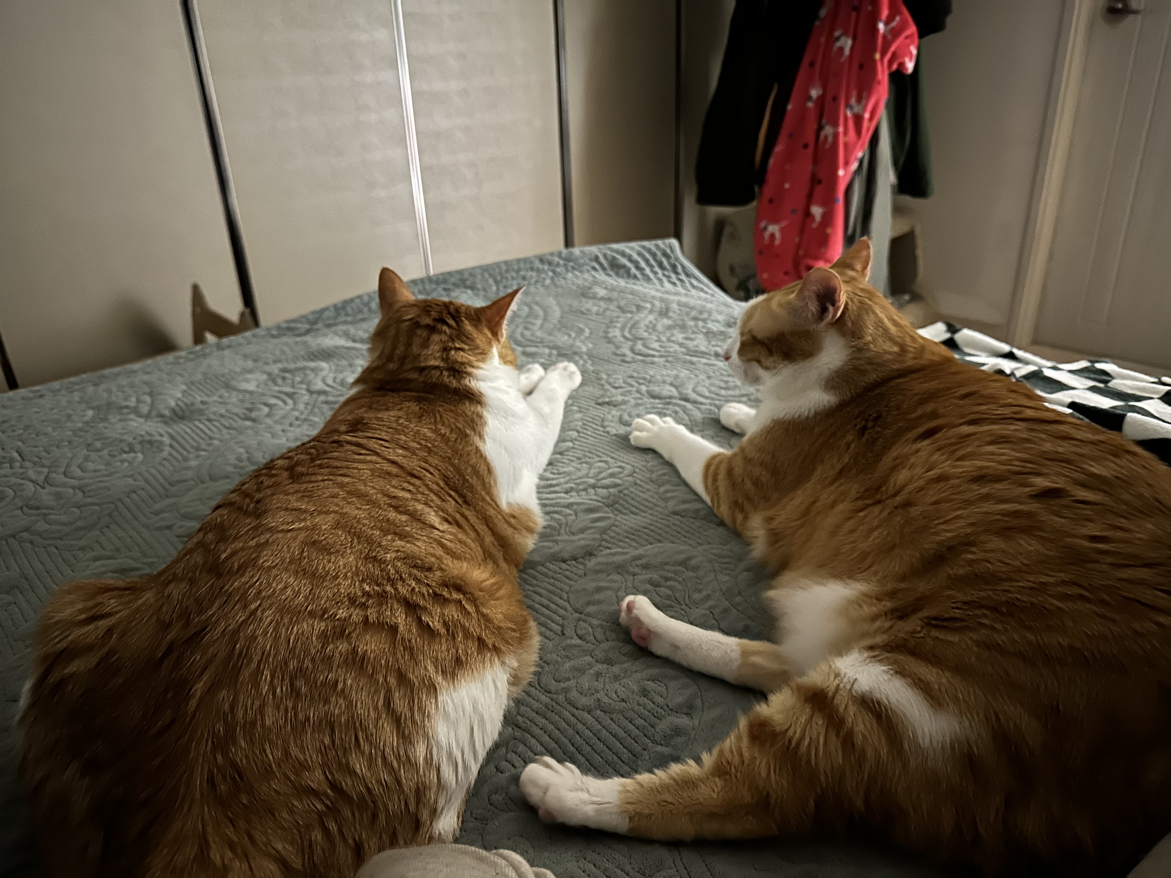 오랜만에 치즈형제의 다정한 모습 (feat.사이좋은 호야와 막둥이, 그리고 요미)