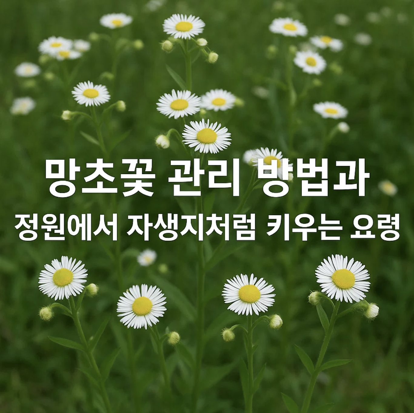 망초꽃 관리 방법과 정원에서 자생지처럼 키우는 요령