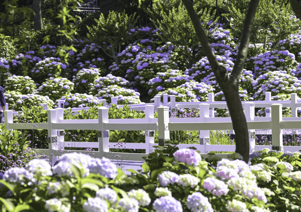 장생포 수국축제