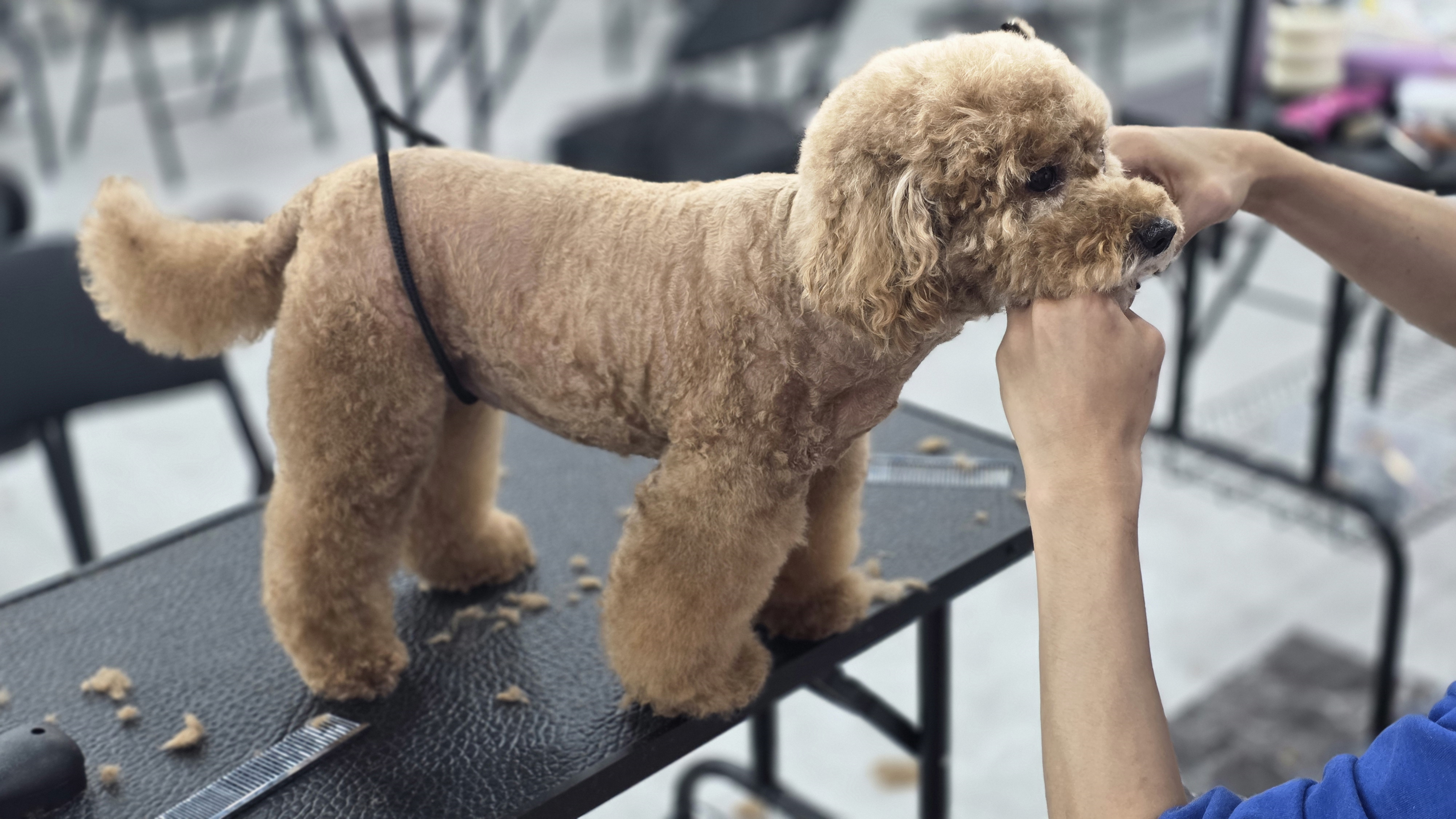 광주애견미용학원수강료