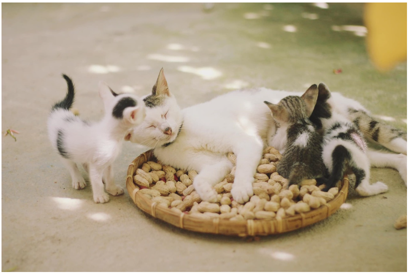 명절증후군, 가족의 기쁨 속에 숨은 스트레스의 그림자