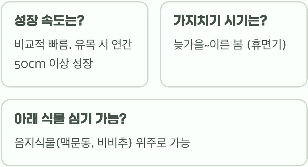 푸조나무, 최대 몇 미터까지 자랄 수 있을까? (성목 크기)