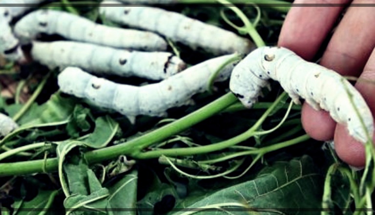 누에가루 효능 먹는 법 부작용 총정리.