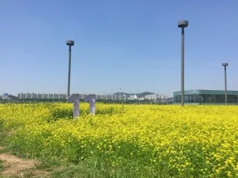 서래섬 유채꽃 축제 2025 서울 봄꽃 명소_2