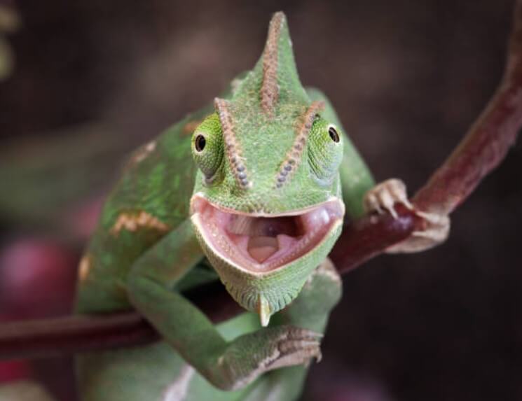 도마뱀 나오는 꿈