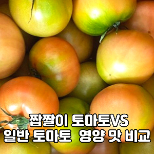 짭짤이 토마토와 일반 토마토 영양 비교