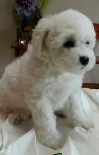 전 세계에서 가장 비싼 강아지 TOP20 몸값 높은 명품견 총정리 안내_28