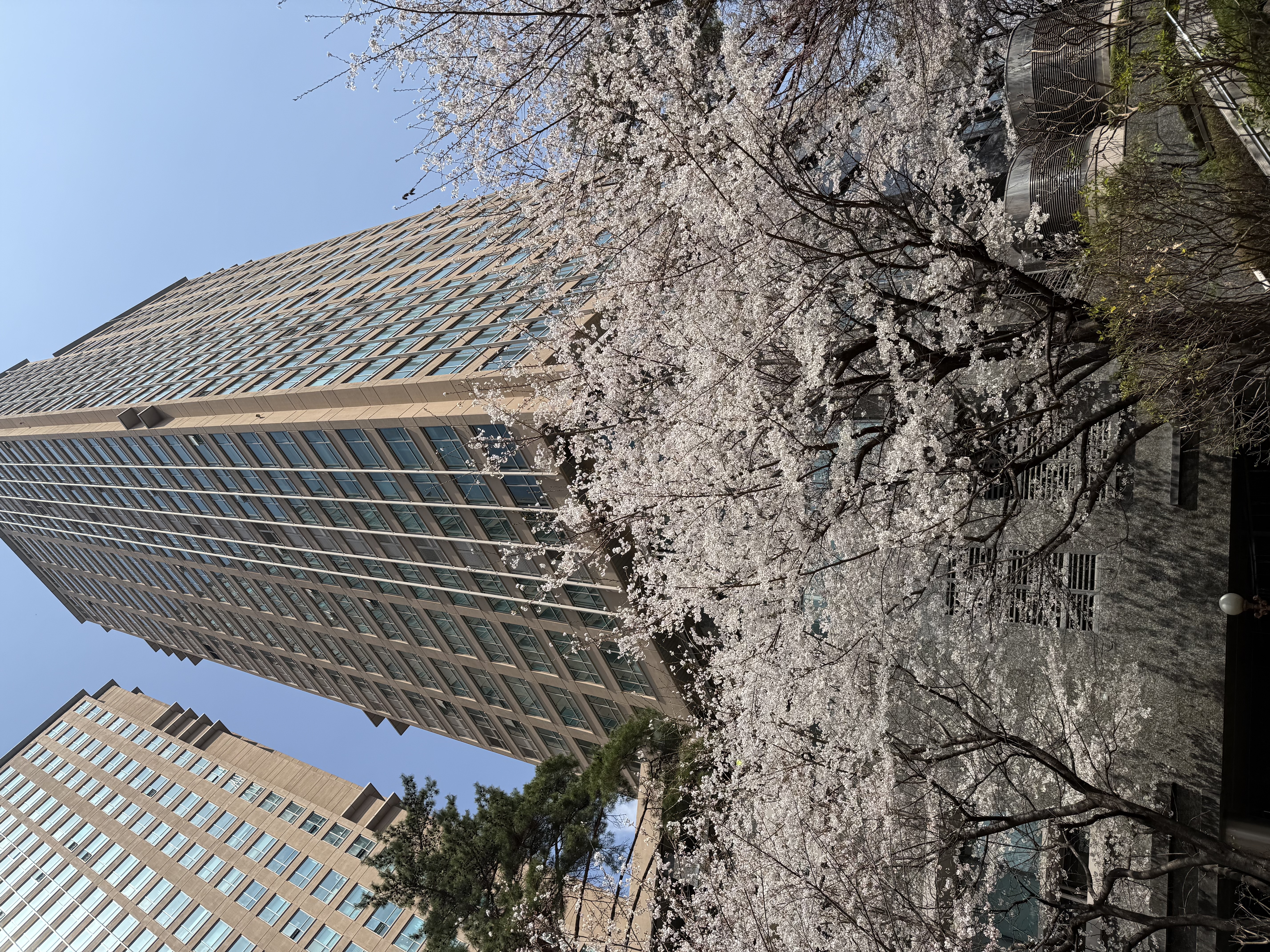 오한수 우육면가 용산점 앞 산책로 사진