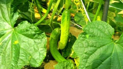 오이-생육장해-기형과