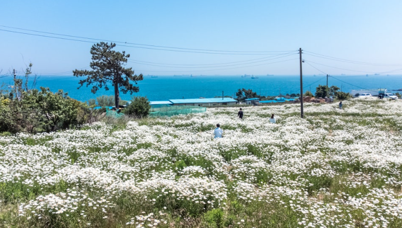 울산 슬도 샤스타데이지 꽃밭 개화 시기와 포토존 완벽 가이드