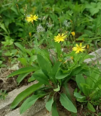 씀바귀 무침 김치 담그는법 레시피_3