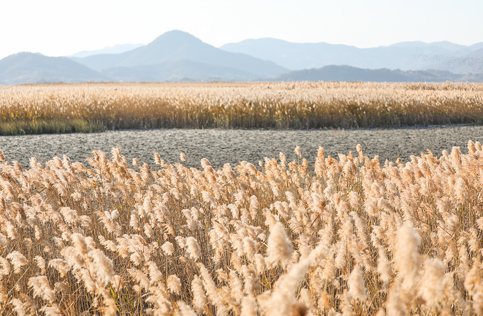 순천만 단풍 – 갈대와 단풍이 만나는 이색 풍경