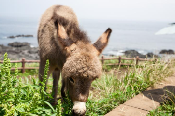 제주 성산항 우도 배시간표