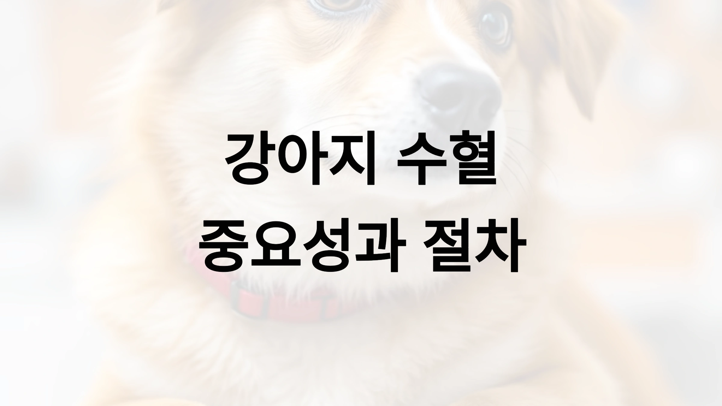 강아지 수혈의 중요성과 절차 🐶🩸
