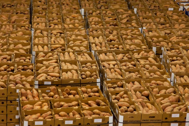 고구마 수확시기 및 고구마 효능