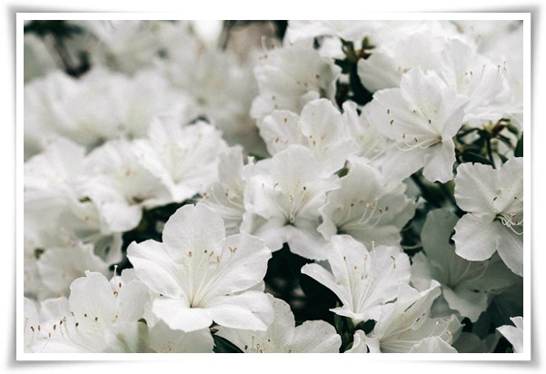 "진달래꽃" 나보기가 역겨워 가실 때에는 ... 봄을 알리는 분홍빛 향연!