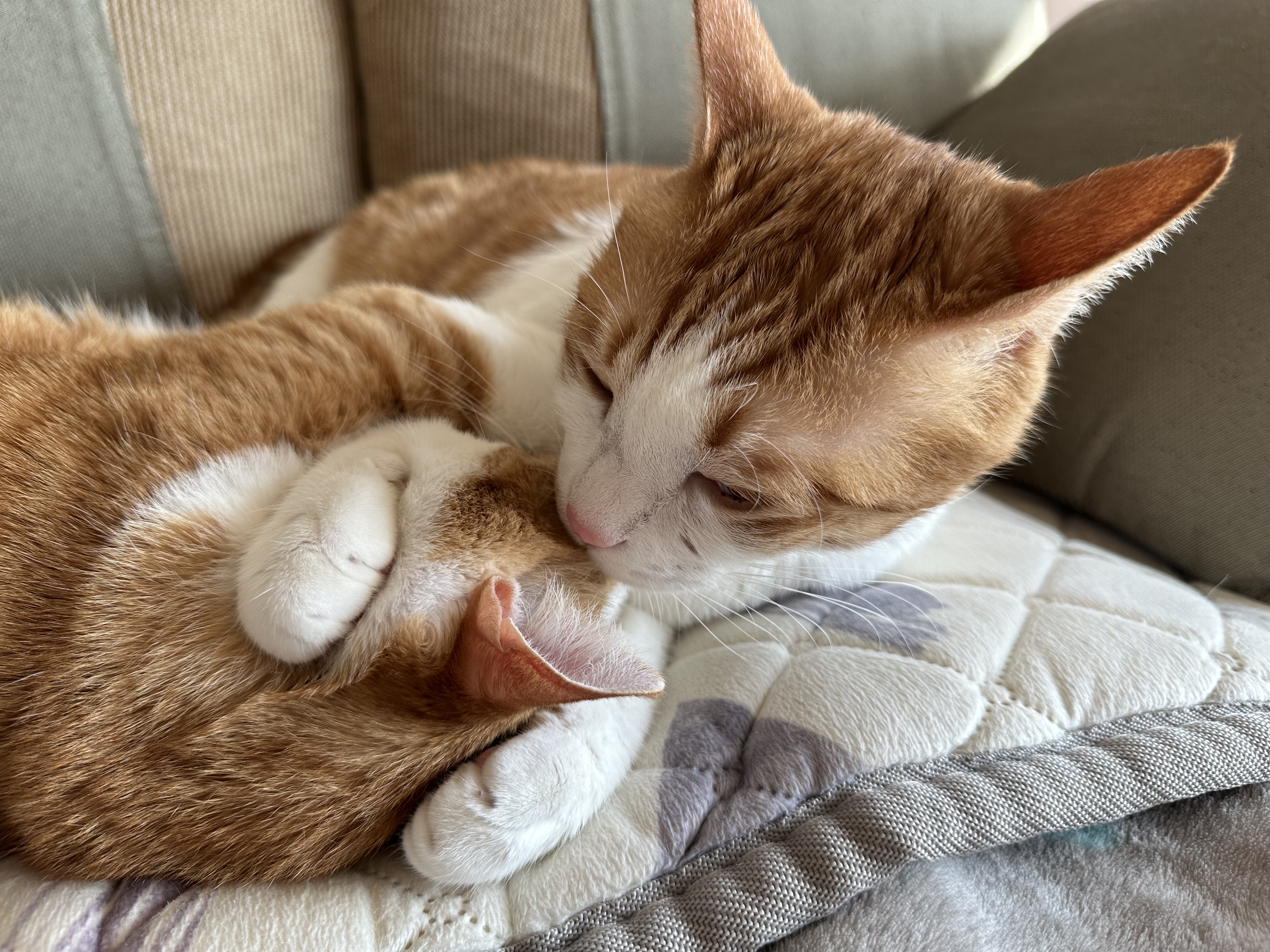 형아랑 놀고 싶어서 머리까지 깨물었지만...(feat.잔뜩 실망한 막둥이)