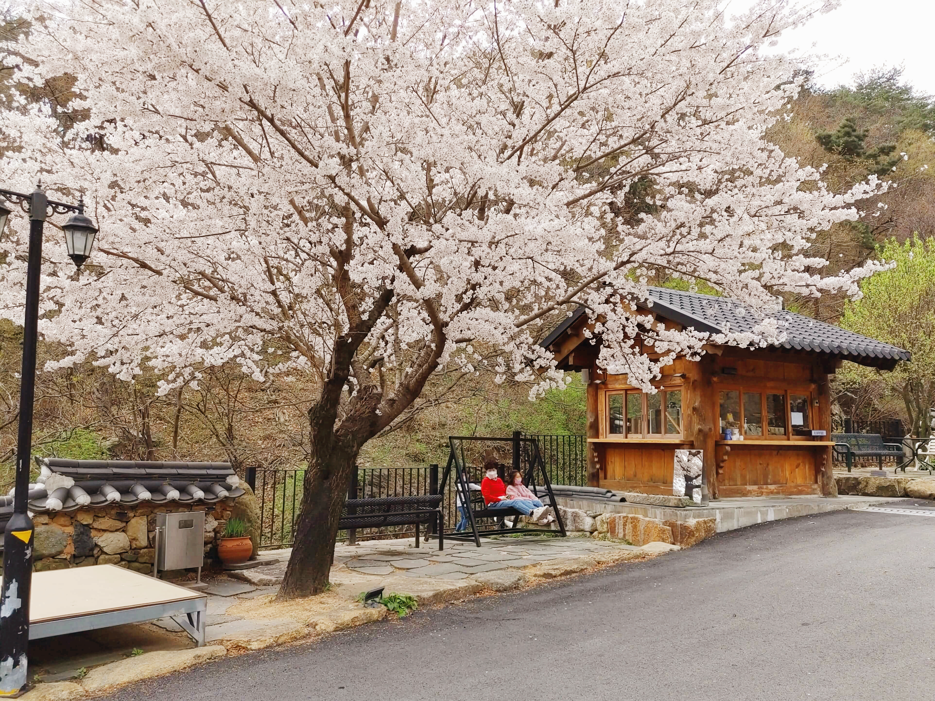 소토_한우_식육식당_별관앞_벚꽃나무