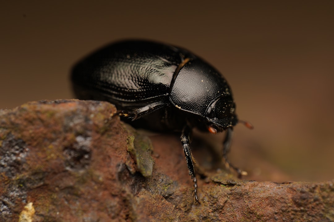 powderpost beetle