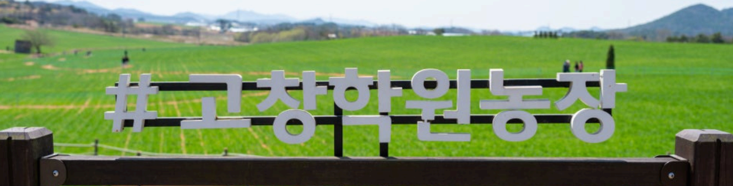 [4월~5월 축제]2025 고창 청보리밭 축제❘ 폭싹 속았수다 유채꽃밭, 연인 유채꽃밭, 도깨비 메밀꽃밭 촬영지, 일정, 기간, 주차(4/5일 방문 후기)