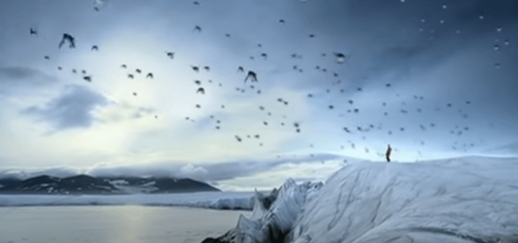 BBC-하늘-나는-펭귄-이미지