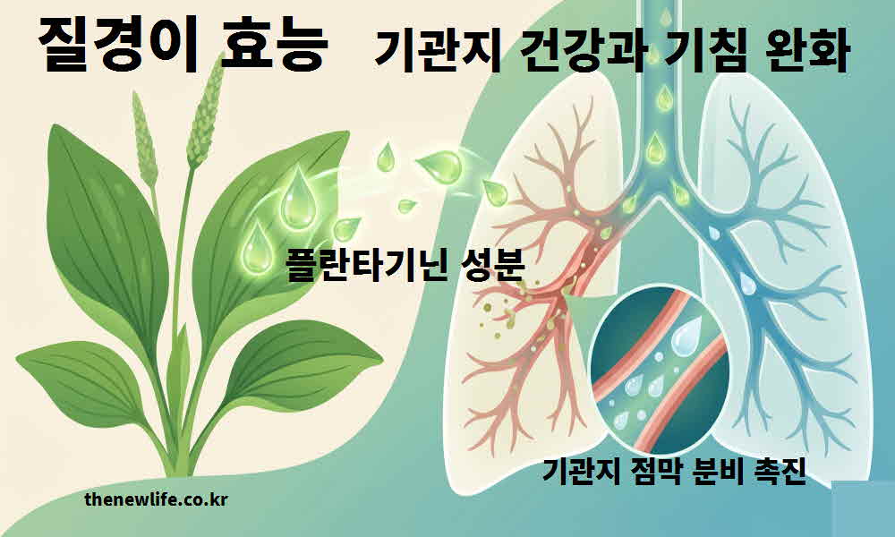 질경이 효능 기관지 건강 기침 완화