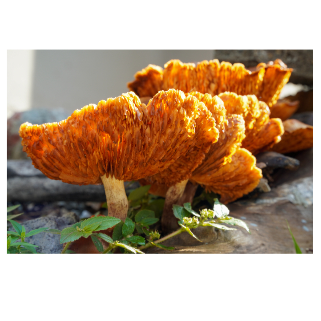 차가버섯과 관련된 사진입니다.