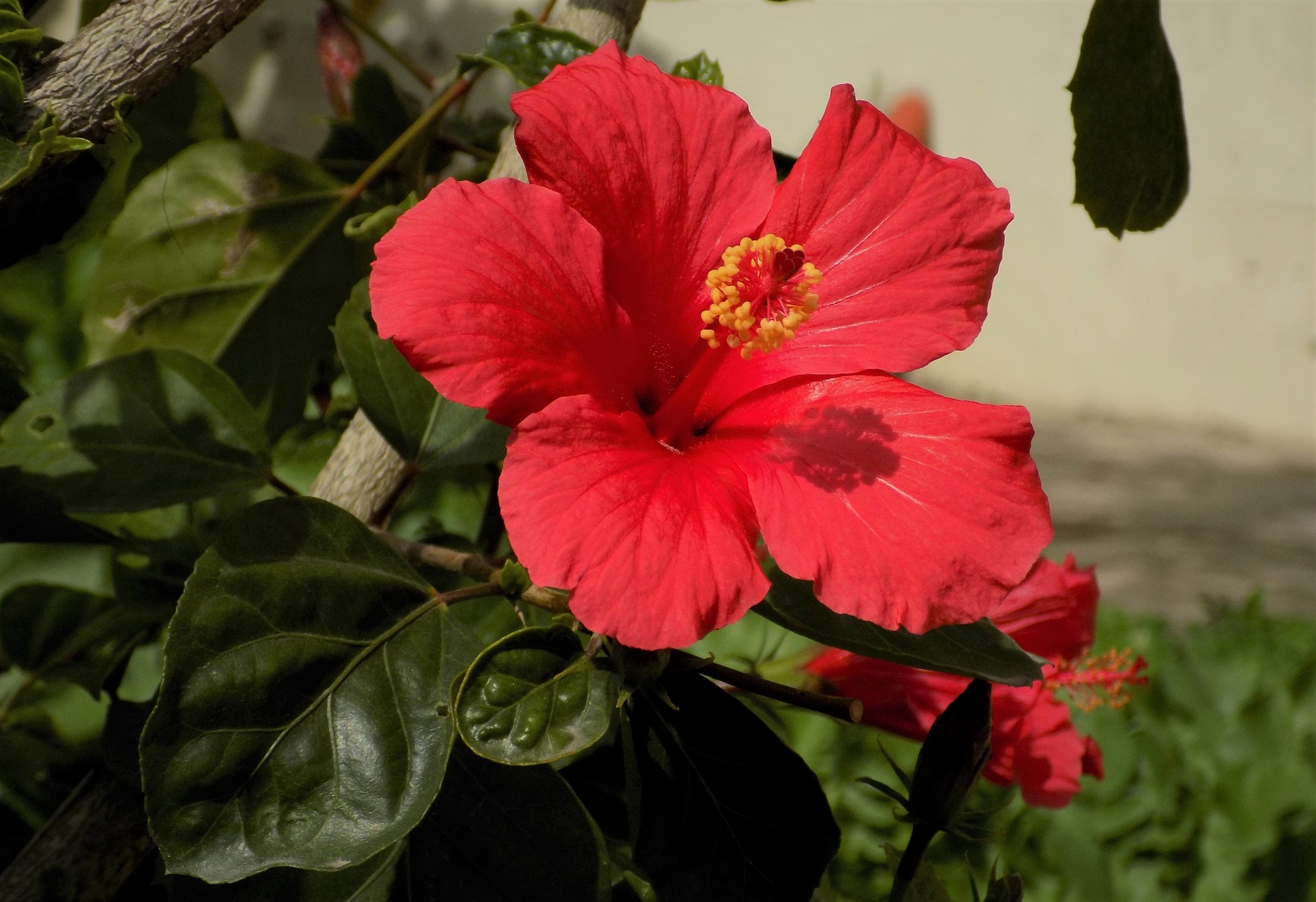 히비스커스 효능과 부작용