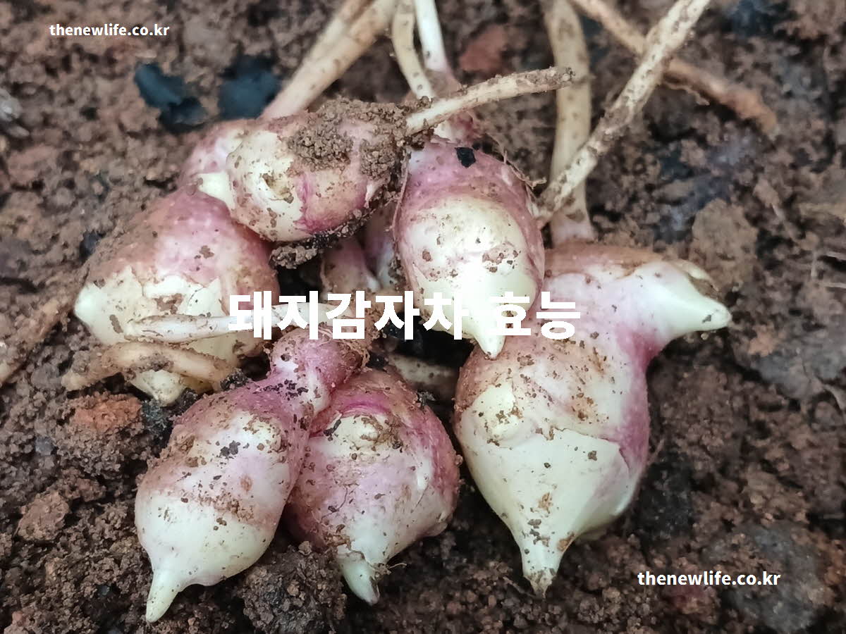 돼지감자차 효능 대표 실사진