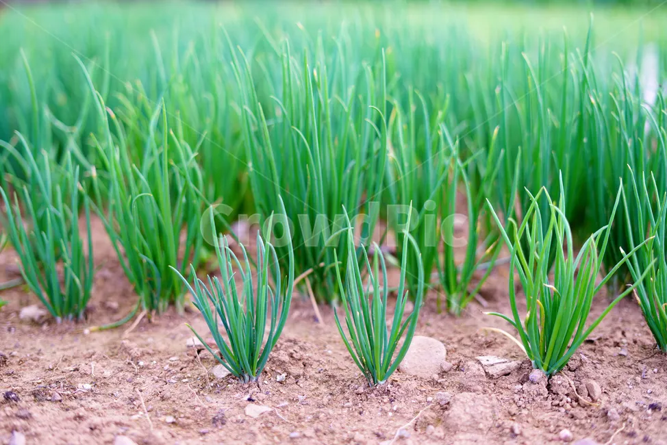 쪽파 재배 분구 관리 유기 자재 활용 친환경 방제_7