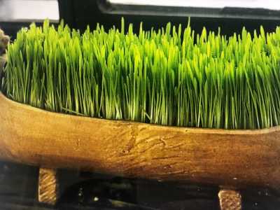 집에서 키우는 새싹보리