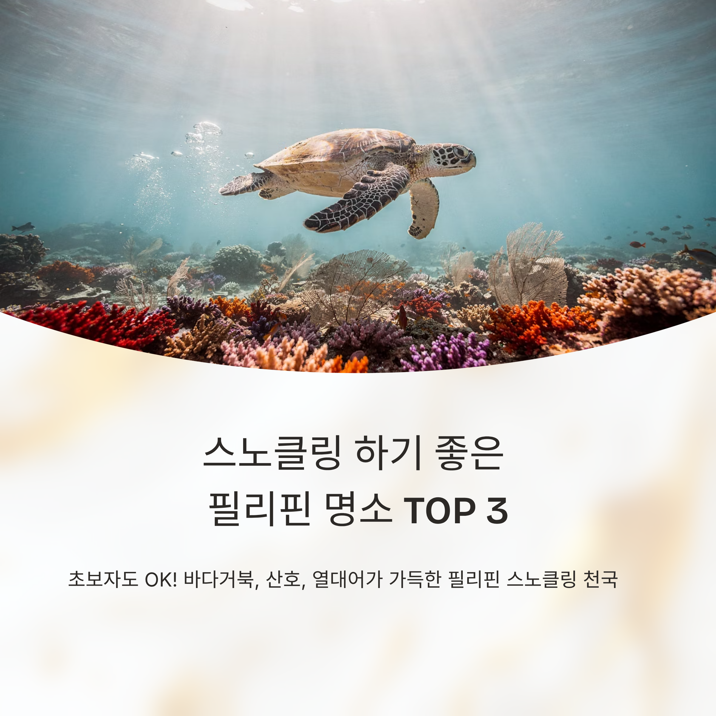 스노클링 하기 좋은 필리핀 명소 TOP 3