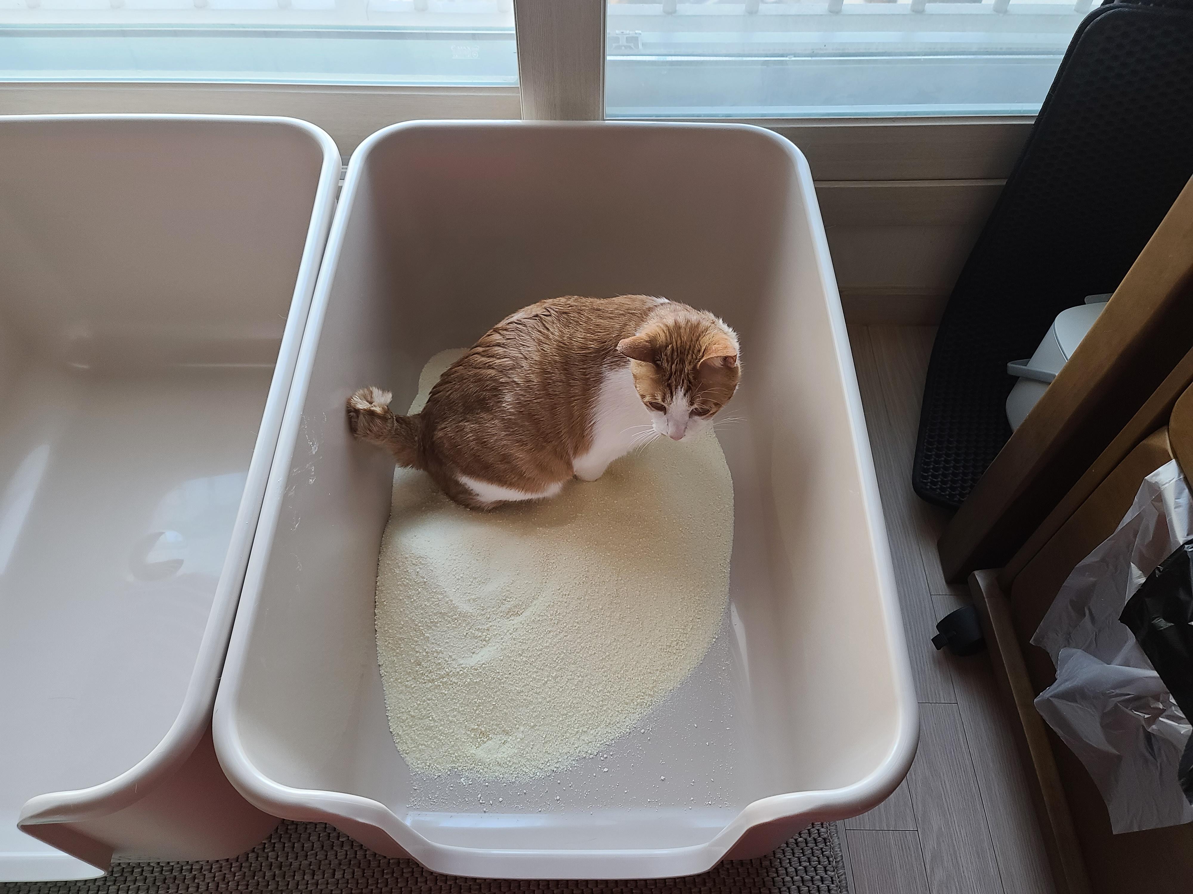 막둥이 삐용이의 방광염 스토리. 내가 생각하는 막둥이 방광염의 원인. 고양이 방광염.