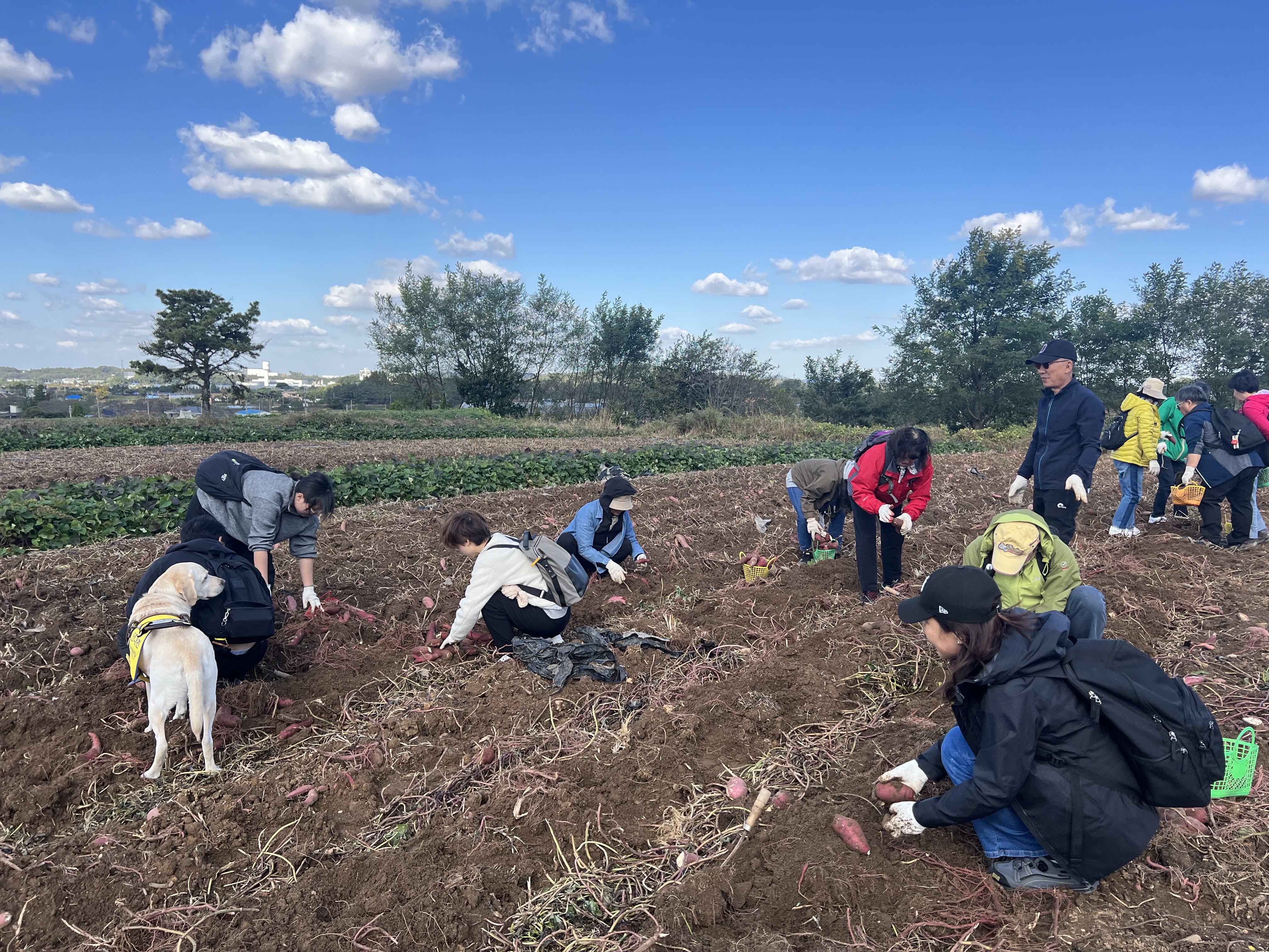 사진 설명: 고구마 캐기를 하고 있는 회원들 모습