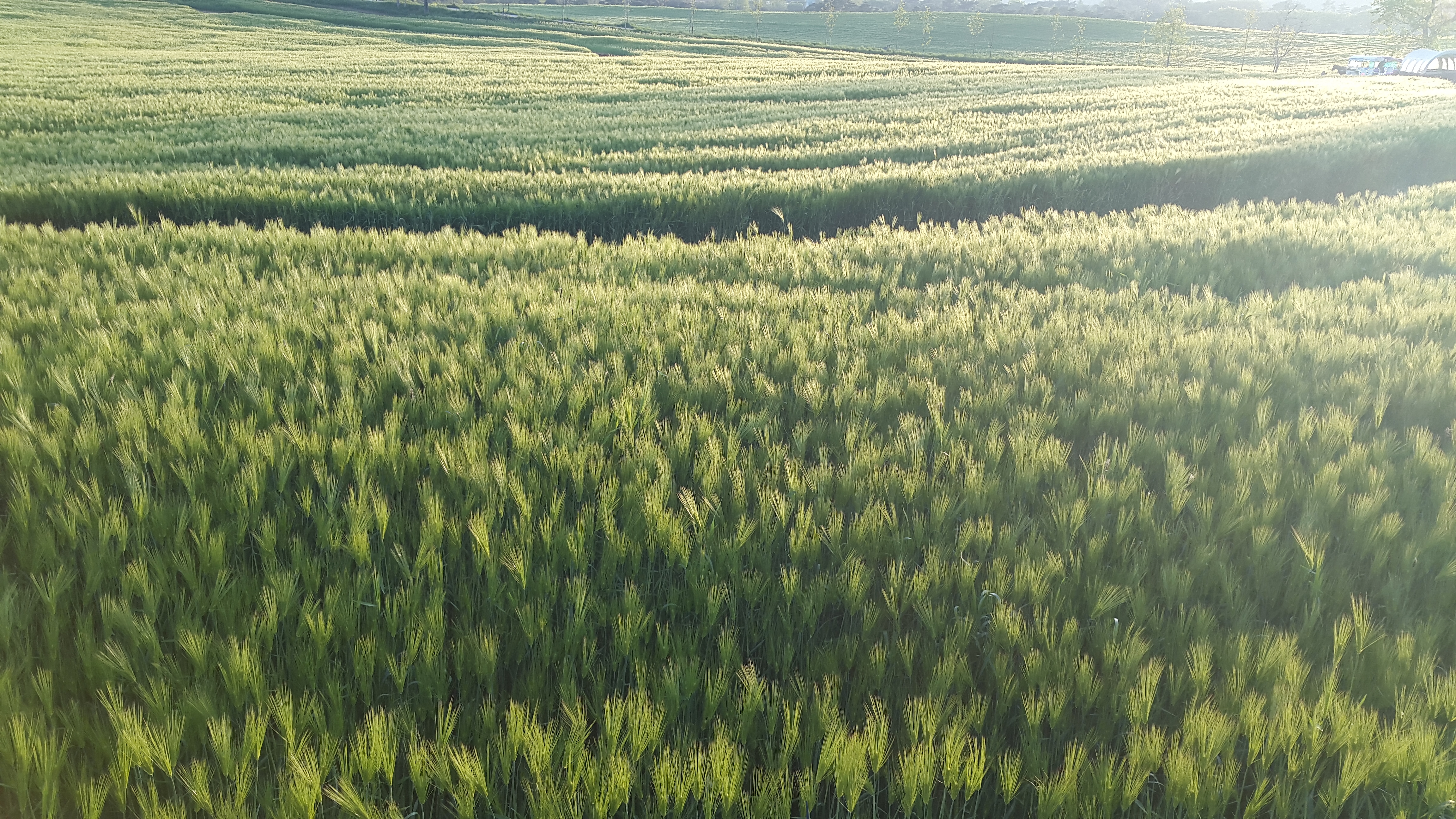 고창 청보리밭 사진 ('18.4)