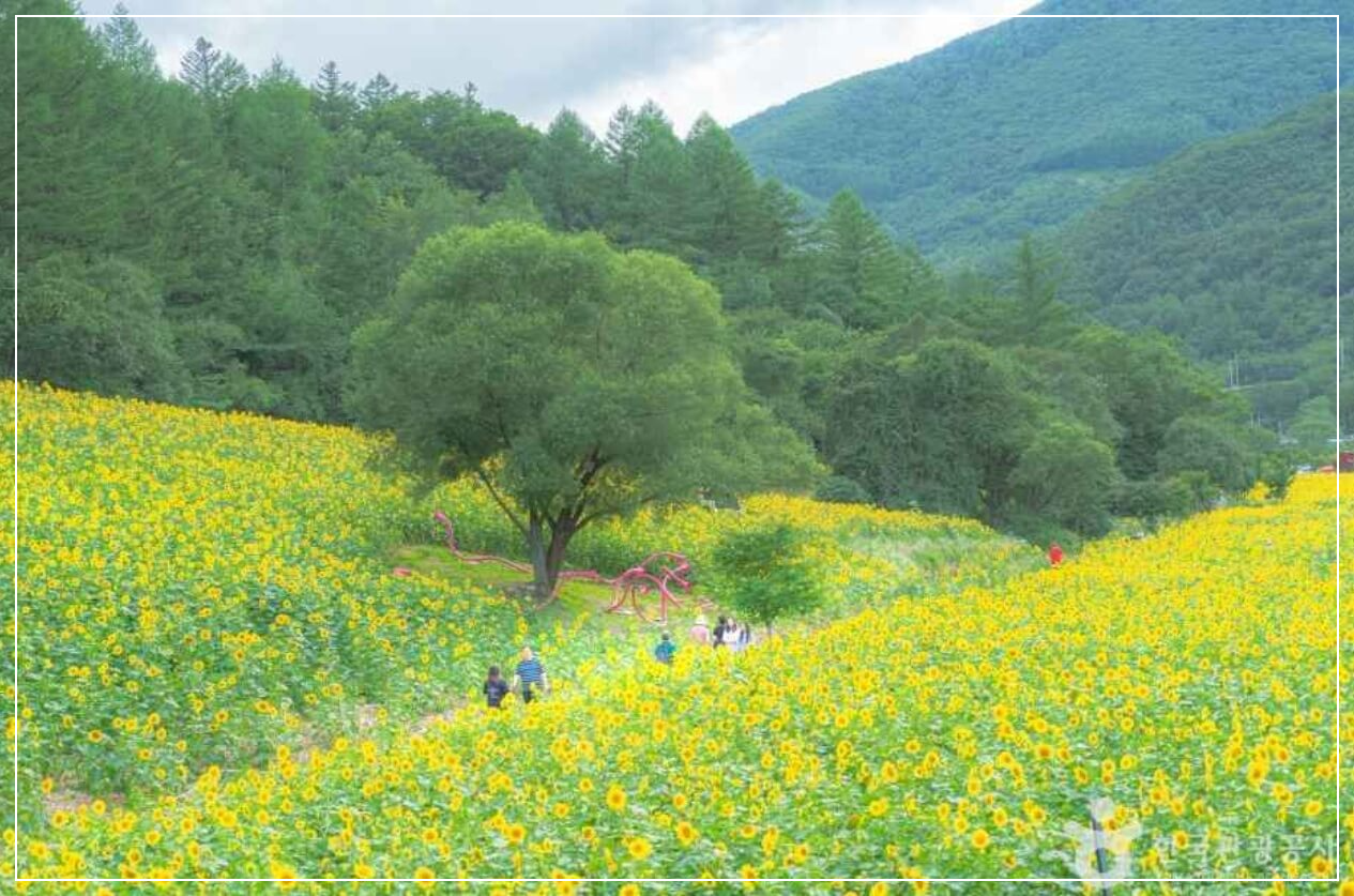 태백 가볼만한곳 베스트10 구와우마을(고원자생식물원)