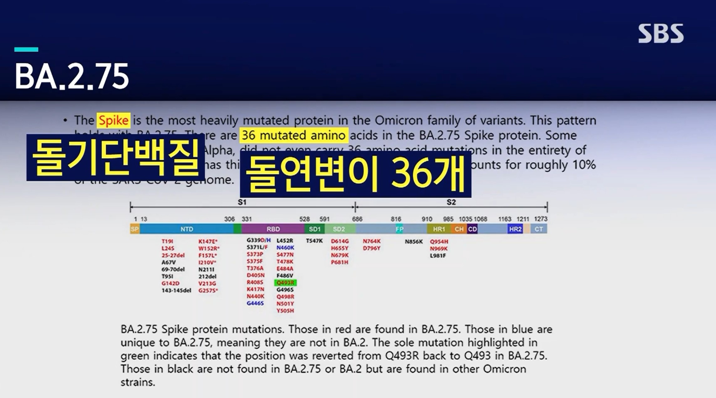 켄타우로스 변이