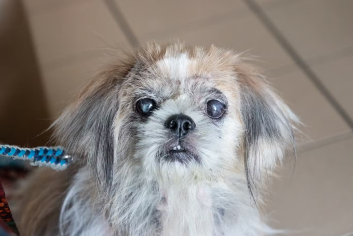 개의 백내장 증상이나 원인, 걸리기 쉬운 견종.