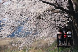 2024 보은 벚꽃길 축제 기본일정 및 프로그램 소개(조항조 박지현 홍지윤 박혜원 출연)