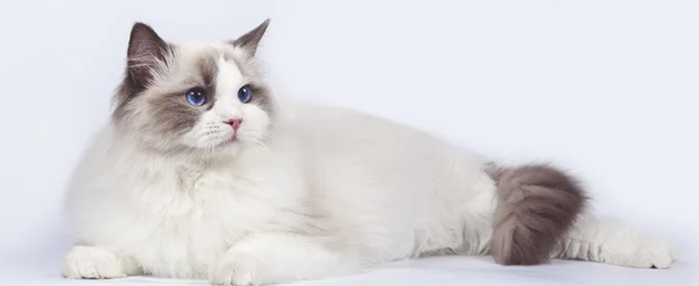 랙돌(Ragdoll)