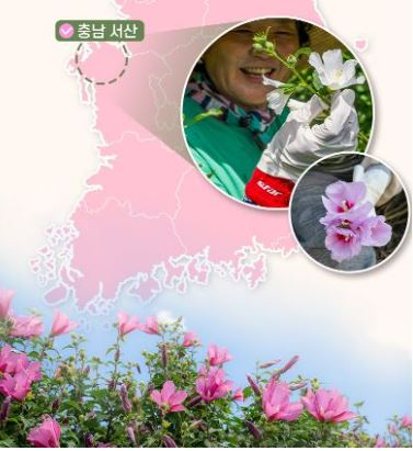 무궁화-다이어트-효과