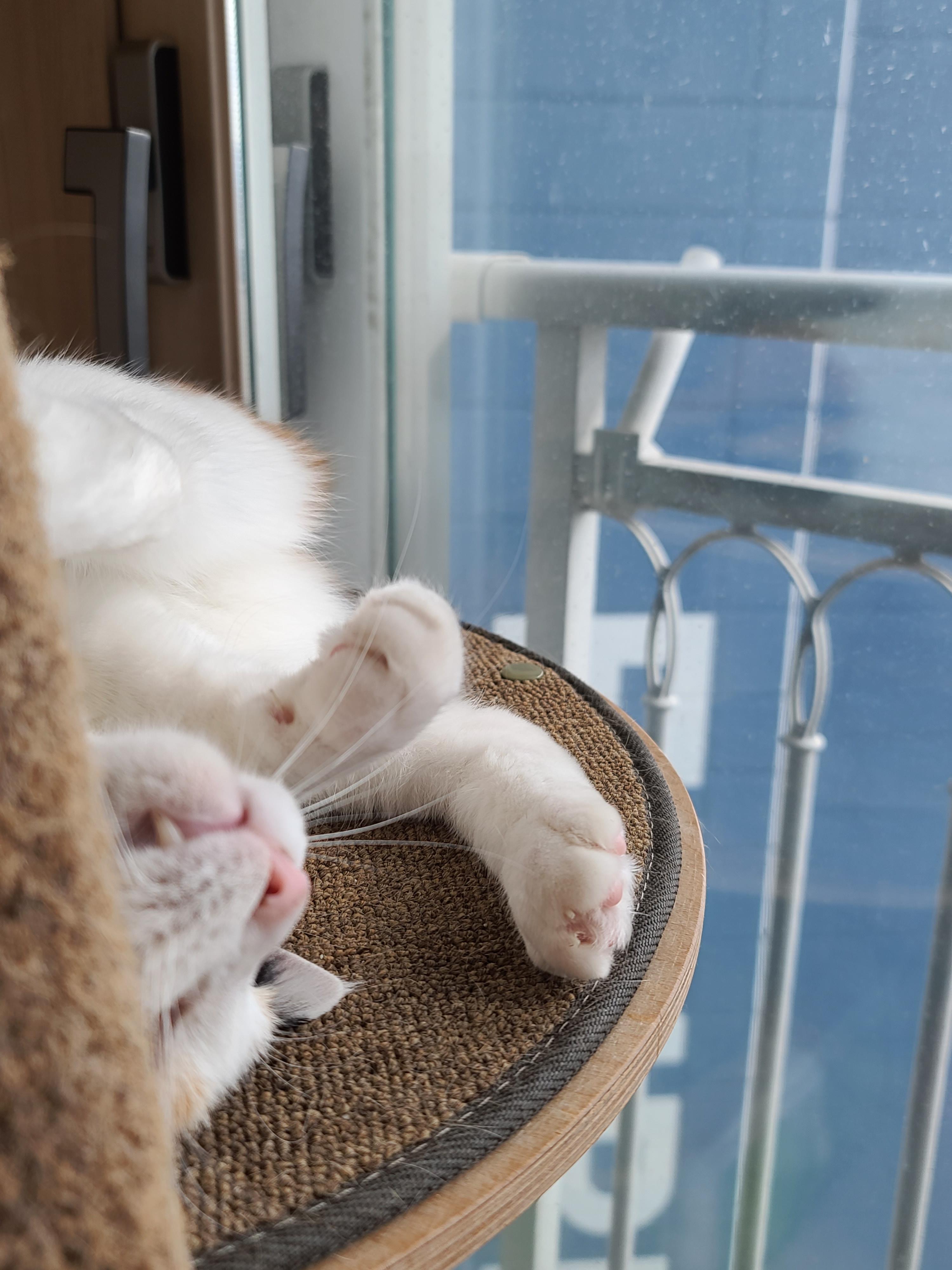 귀여운 아기맹수 사차원고양이