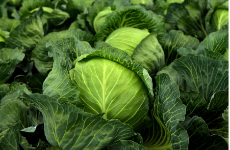 양배추 레시피 알아보자