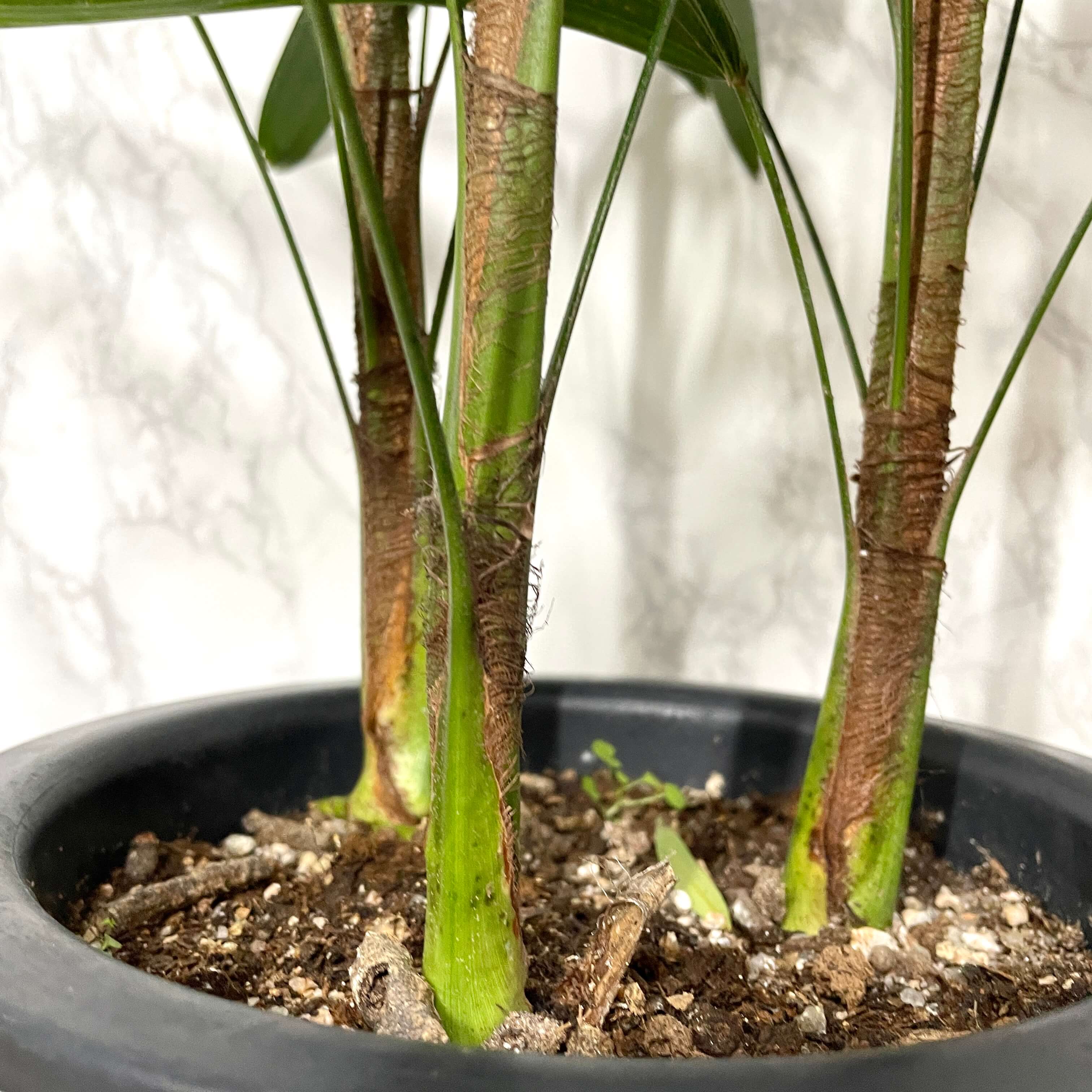 관음죽 키우는법