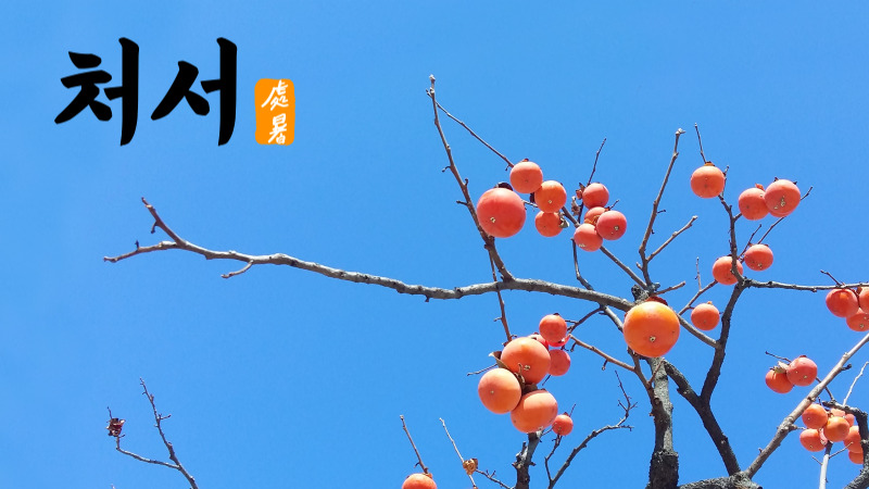 처서 절입시간 안내 2025