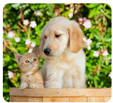 반려동물의 심리치료와 힐링 아로마 테라피