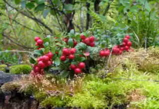 링곤베리 효능 및 영양소, 가격