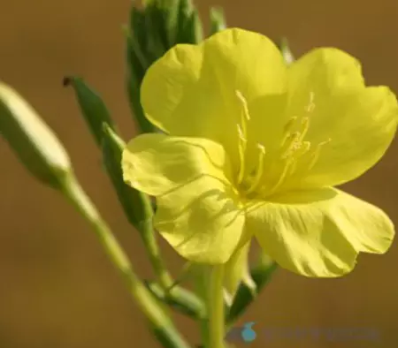 당뇨에-좋은-음식-건강