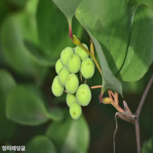 토복령