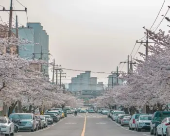 대청호 벚꽃축제_23